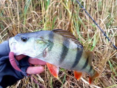 Eurasian perch