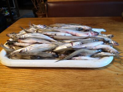 European smelt ×125 — Kuršių