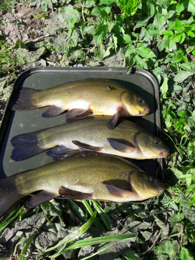 Tench ×3