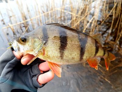 Eurasian perch