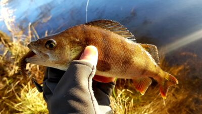 Eurasian perch