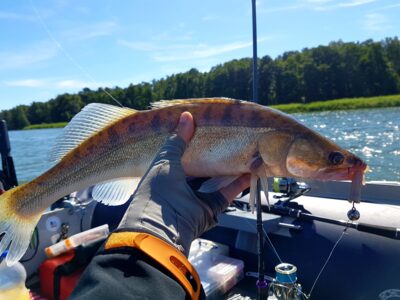 Pike perch
