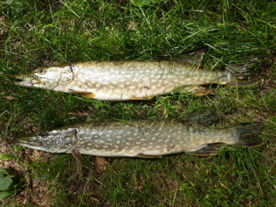 Northern Pike ×2