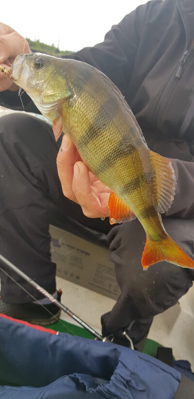 Eurasian perch