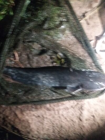 Wels catfish, 2.0 kg