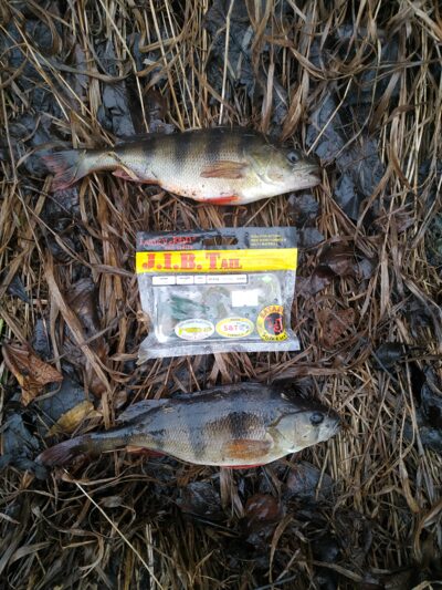 Eurasian perch — Lėvuo