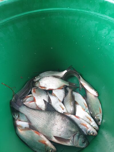 Silver Bream ×15
