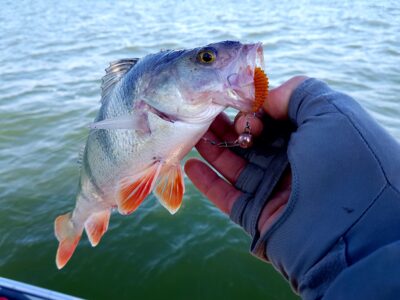 Eurasian perch