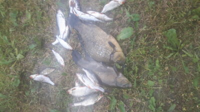 Crucian carp