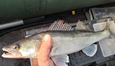 Pike perch, 1.1 kg — Kuršių