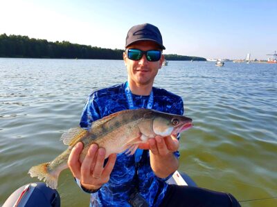 Pike perch