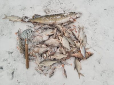 Carp bream — Nedzingis