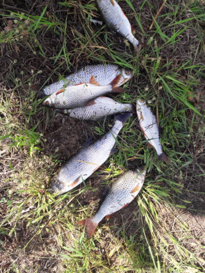 Roach — Neman River