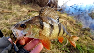 Eurasian perch