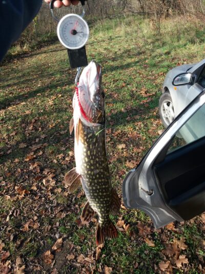 Northern Pike, 2.0 kg — Kriauna