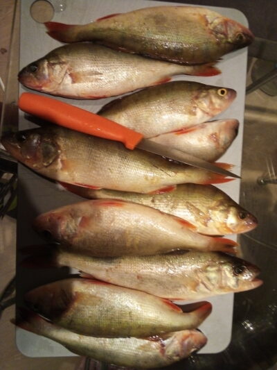 Eurasian perch ×10