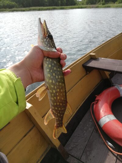 Northern Pike ×3