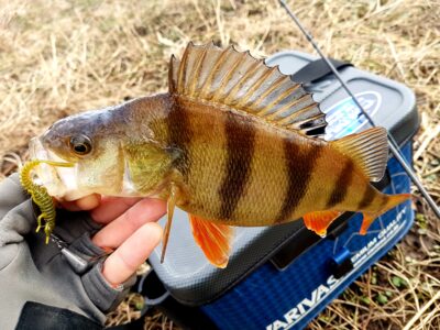 Eurasian perch