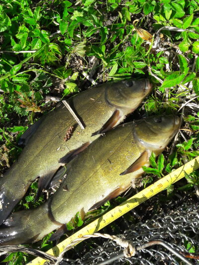 Tench ×2 — Užvenčio