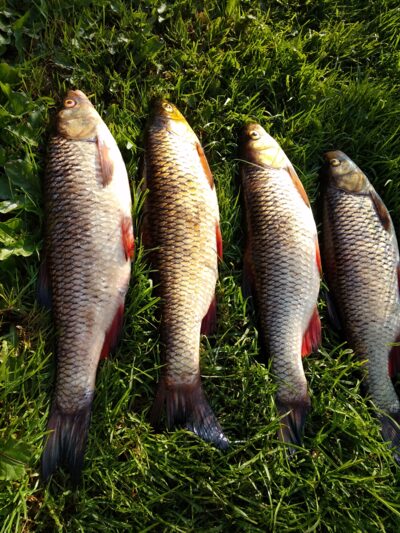 chub ×4 — Apasčia