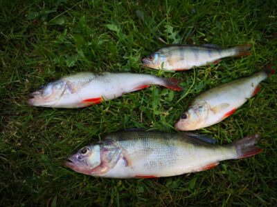Eurasian perch — Kuršių