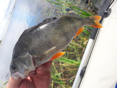 Eurasian perch — Naudvario