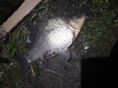 Prussian carp, 1.8 kg — Vėjinės