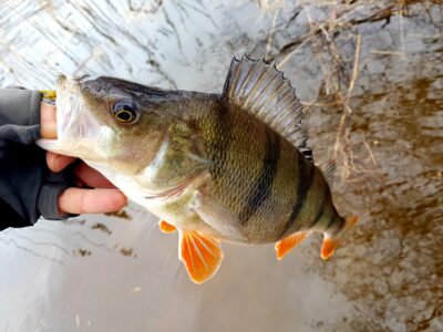 Eurasian perch