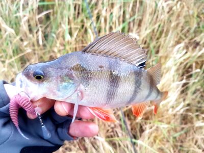 Eurasian perch