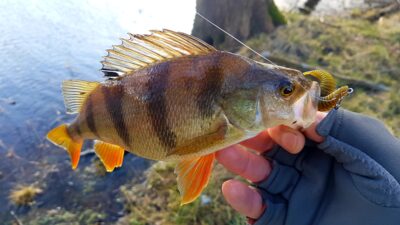 Eurasian perch