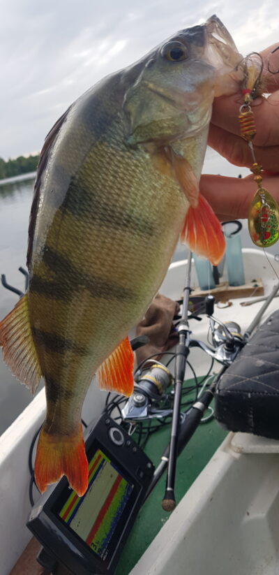 Eurasian perch