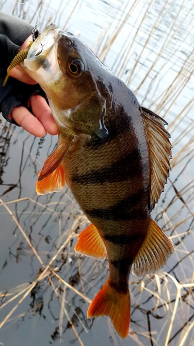 Eurasian perch