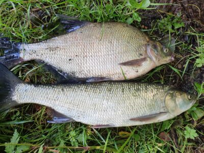 Carp bream, 1.3 kg — Kaunas reservoir
