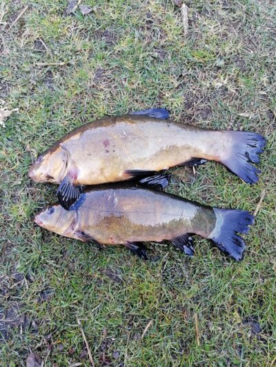 Tench ×2