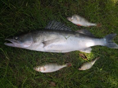 Pike perch, 1.8 kg — Kuršių