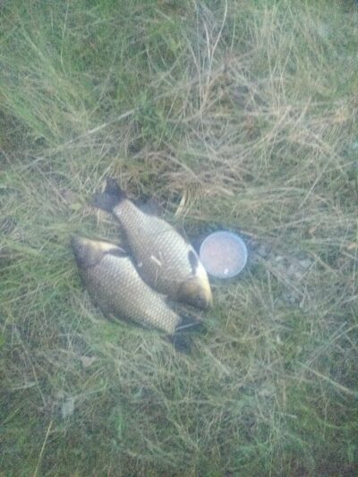 Prussian carp ×2