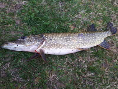 Northern Pike