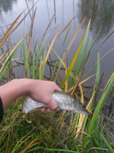 Northern Pike ×3