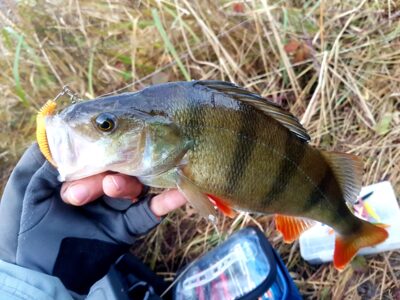 Eurasian perch