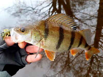 Eurasian perch