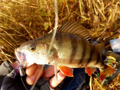 Eurasian perch