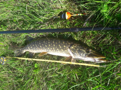 Northern Pike, 1.2 kg — Užvenčio
