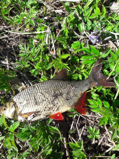Rudd, 0.4 kg — Užvenčio