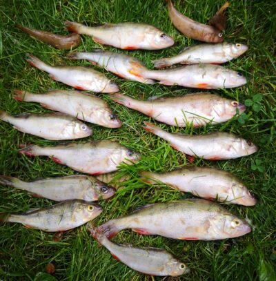 Eurasian perch ×15 — Kuršių