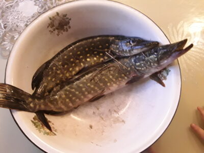 Northern Pike