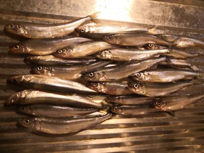 European smelt ×23