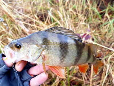 Eurasian perch