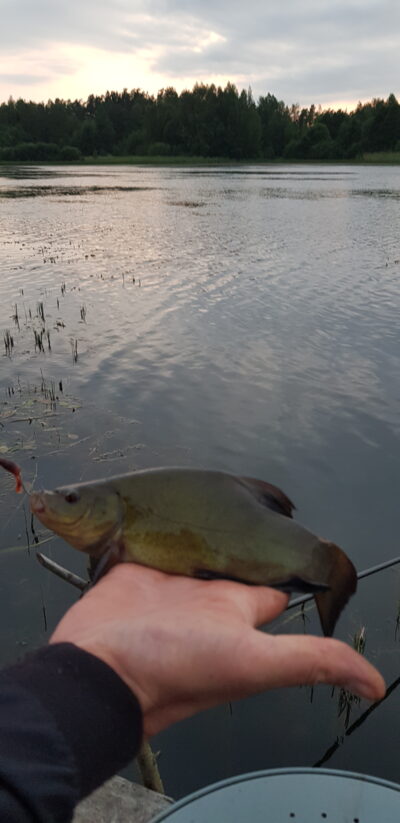 Tench