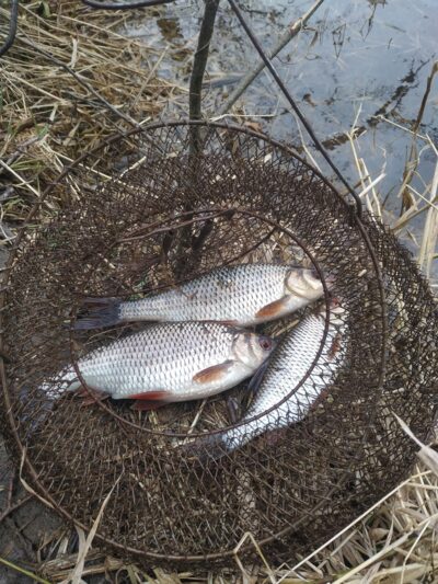 Roach — Lėvuo