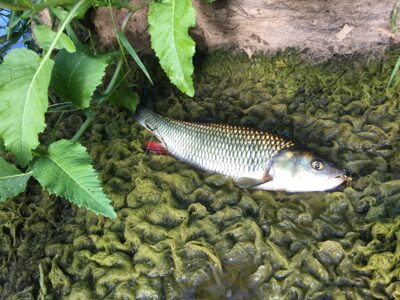 chub, 1.2 kg